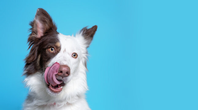 studio shot of a shelter dog on an isolated background