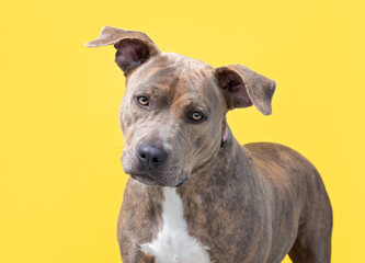 studio shot of a cute dog on an isolated background