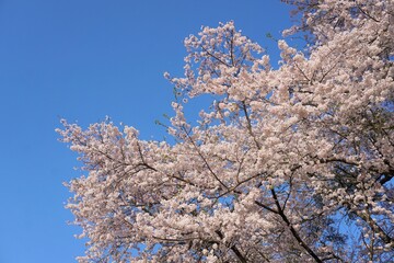 桜　空