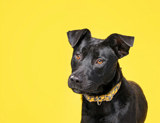 studio shot of a cute dog on an isolated background