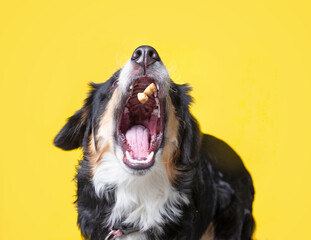 studio shot of a cute dog on an isolated background