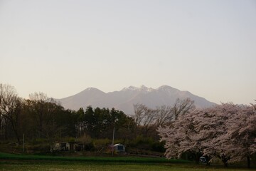 八ヶ岳　桜