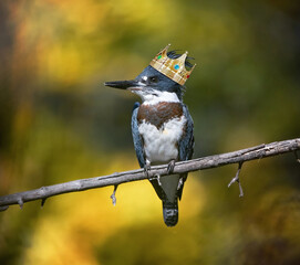 Belted kingfisher in a tree with a crown on its head