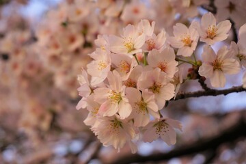桜　花びら