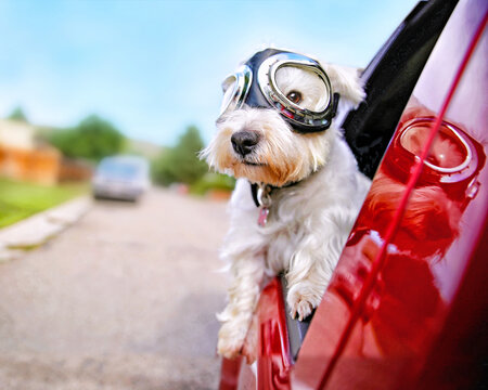 west highland white terrier with goggles on riding in a car with the window down through an urban city neighborhood on a warm sunny summer day