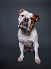 cute dog isolated in a studio shot with a black background