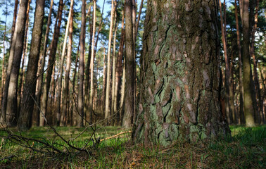 Pine trunk on a pine forest background in the evening golden hour in Ukraine.
