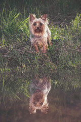 Fototapete bei efototapeten.de bestellen   
