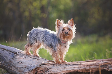 Cute yorkshire terrier sitting out in nature