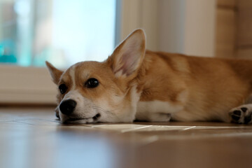 Cute Welsh Corgi Pembroke dog is lying on the floor in the house by the window