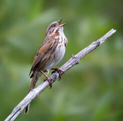 song sparrow sitting on a branch - 498560594