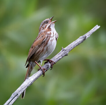 song sparrow sitting on a branch
