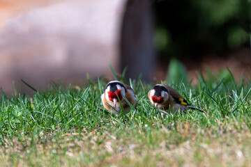 a group of goldfinches, carduelis carduelis, on the green lawn in spring