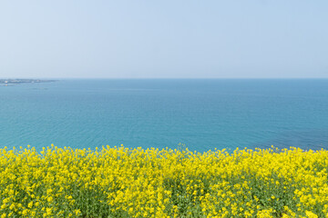 Fototapeta na wymiar Beautiful scenery with yellow rape flowers and sea view