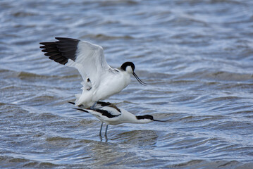 Recurvirostra avosetta Avocets Mating.