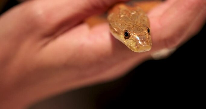 orange common house snake in female hands with a ring on her finger. the snake shows a rattling tongue which is in loadoni. macro