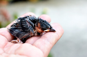A cute little bird with dark brown feathers wounded falls from the nest in the hands of a veterinarian on a blurred background. 