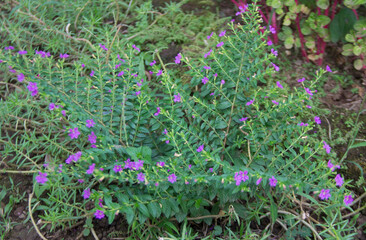 Beautiful Cuphea flowers in the garden