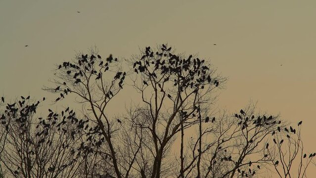 A flock of crows sits on the crowns of trees without foliage against the background of the evening sky