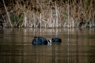Aggression and mating behaviour between coots, fulica atra
