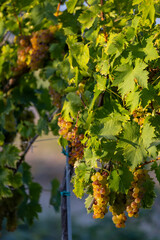 Fototapeta premium Grapes yellow muscat near Hercegkut, Tokaj region, Hungary