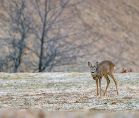 Young roe deer in a frosty morning in mountains of northern Slovenia