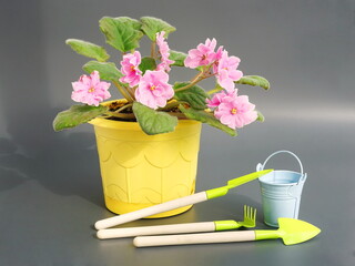 Saintpaulia ( African violets, Streptocarpus teitensis ) with  pink, flowers in a pot. Green home plants and garden tools. Spring viola side view.