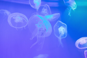 Aurelia jellyfish in blue water, blurred image, fuzzy focus