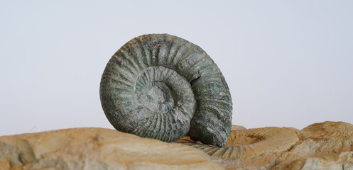 ammonite snail on a white background