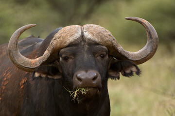  African buffalo