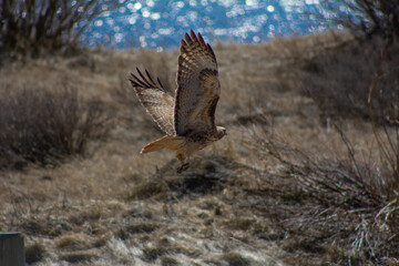 Hawk taking flight