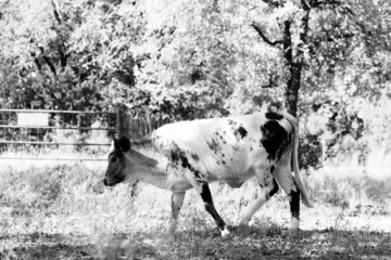 Young crossbred beef cow in farm field.