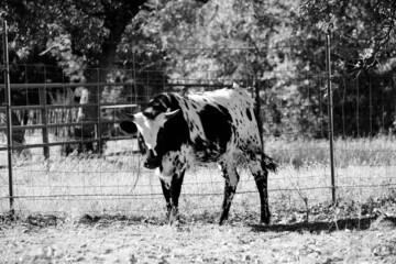 Fototapeta na wymiar Spotted corriente cow with horns in farm field for rustic black and white portrait.