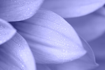 Light Blue dahlia petals with water drops