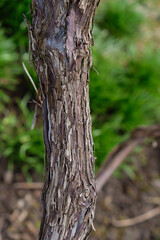 Old, strong grapevine in the home garden. Bark texture. Vertical image. 
