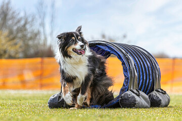 An elderly border collie dog doing agility obstacles - acitve old dog