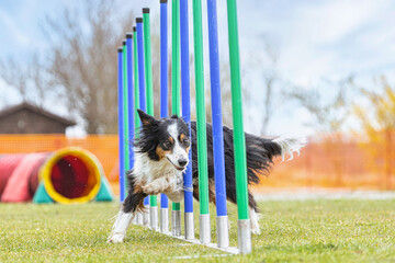 Dog agility training: A border collie dog running obedient through a slalom as an agility obstacle at a dog training park outdoors - obrazy, fototapety, plakaty