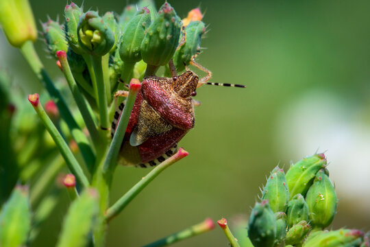 Close up of a Dolycoris baccarum bug on a Euphorbia mauritanica plant