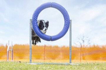 Dog agility training: A border collie dog jumping over an obstacle