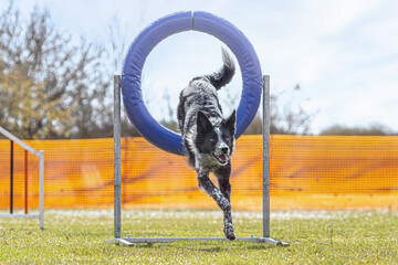 Dog agility training: A border collie dog jumping over an obstacle