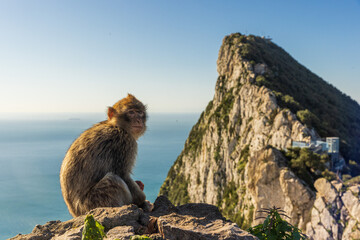 Fototapeta premium Young Barbery Ape sitting on a rock with the Rock of Gibraltar against the seascape