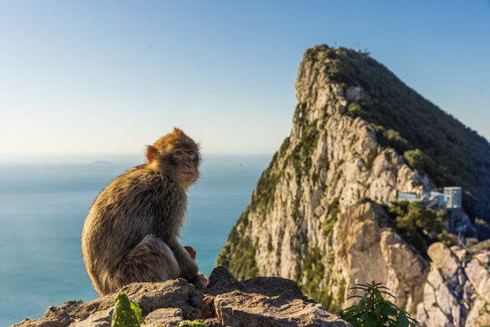 Young Barbery Ape sitting on a rock with the Rock of Gibraltar against the seascape