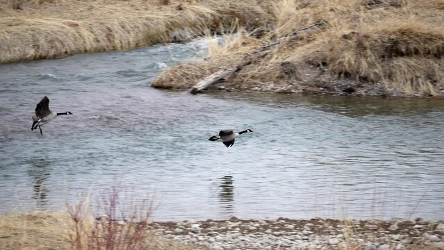 Slow motion of Canada Goose flying and landing in the Snake River in Idaho.