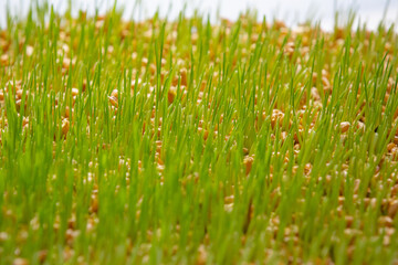 Planting sprouted wheatgrass in a white pot with soil.
