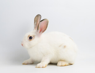 White rabbit on white background