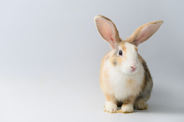 One rabbit on white background