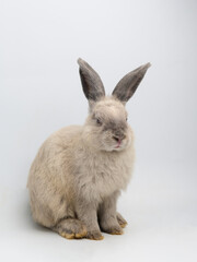 Rabbit sitting against white background