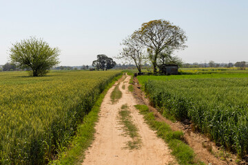 Fototapeta na wymiar A crop of wheat frowing in Punjab
