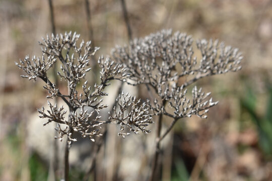 Close up of naked Trachelium caeruleum (blue throatwort) against a blurry background