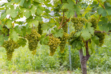 Ripening grapes in Batorove Kosihy, Slovakia